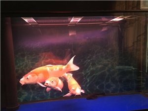 卖鱼和鱼缸   (森森鱼缸1m2*500)  4600元